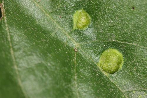 Phytoptus tetratrichus